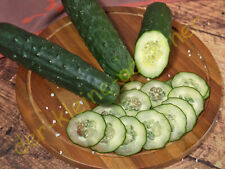 Landgurke aromatische salatgur gebraucht kaufen  Homberg (Efze)