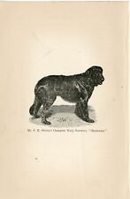 Antique 1895 named for sale  COLEFORD