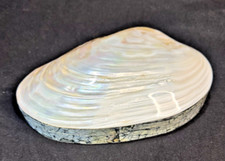 Vintage iridescent abalone for sale  Naples