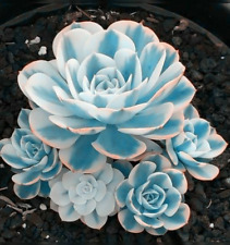 blue cactus pot for sale blue cactus pot for sale Staten Island