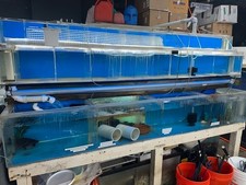 345 gallons acrylic for sale 345 gallons acrylic for sale  Danbury