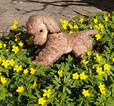 Steiff hund pudel gebraucht kaufen  Pfaffenhofen a.d.Roth