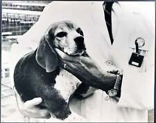 Vintage beagle università usato Vintage beagle università usato  Roma