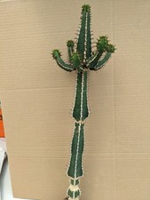 sukkulenten gebraucht kaufen sukkulenten gebraucht kaufen Stuttgart