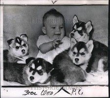 1951 press photo for sale  Memphis
