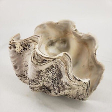 Giant clam shell for sale  Eugene