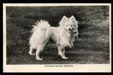 Spitz white dog d'occasion  Expédié en Belgium