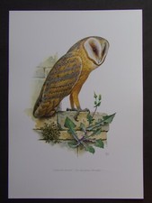 Planche oiseaux chouette d'occasion  Grancey-le-Château-Neuvelle