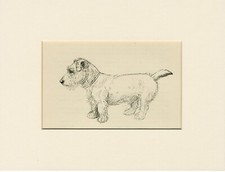 Jack russell fox for sale  COLEFORD