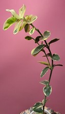Hoya cummingiana Albomarginata  na sprzedaż  PL