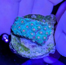 Meteor shower cyphastrea for sale  LYTHAM ST. ANNES