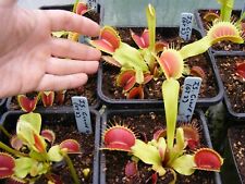 Carnivorous plant venus for sale  NEATH