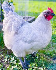 Lavender orpington hatching d'occasion  Expédié en Belgium