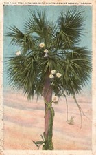 Cartão postal FL palmeira entrelaçada noite florescendo cereus publicado vintage PC J3834 comprar usado  Enviando para Brazil