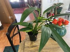 Scindapsus long green for sale  Evanston