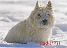 521) AK - West Highland White Terrier, Dog, Tier Hunde Postkarte comprar usado  Enviando para Brazil