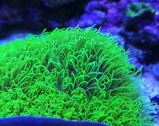 Extra large frag for sale  Sayville