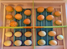 10er schlupfringe brutringe gebraucht kaufen 10er schlupfringe brutringe gebraucht kaufen  Wildpoldsried