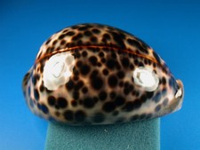 cypraea tigris for sale cypraea tigris for sale Kapolei