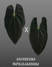 Anthurium papillilaminum rare d'occasion  Expédié en Belgium
