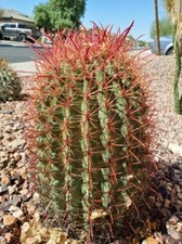 California red barrel for sale  Phoenix