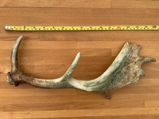 Deer antler. cast for sale Deer antler. cast for sale  BOGNOR REGIS