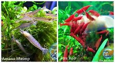 Amano algae eater for sale  Katy