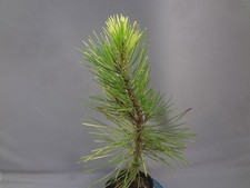 Pinus thunbergii nakatsugawa for sale  USA