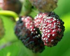 Mulberry tree dwarf for sale  Yucaipa