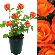Rose bush super for sale  GLASGOW