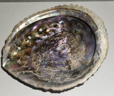 Vintage abalone shell for sale  Apache Junction