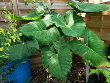 Xanthosoma sagittifolium giant for sale  Englewood