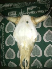 Steer skull 20x17x5 for sale  Hawthorne