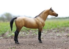 connemara pony for sale  Mound City