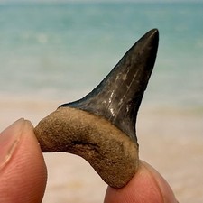 1.25 mako shark for sale  Springfield
