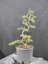 Bonsai juniperus sabina usato Bonsai juniperus sabina usato  Montevarchi