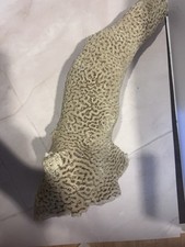 Vintage natural brain for sale  Albuquerque