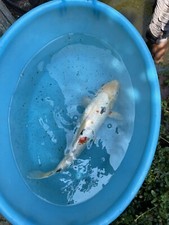 Carpe koi colorazioni usato  Orzinuovi