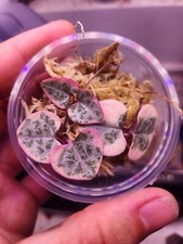 Variegated string hearts for sale  Callahan