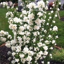 Easy grow philadelphus for sale  San Marcos