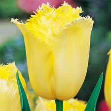 Tulpen blumenzwiebeln zwiebeln gebraucht kaufen  Versand nach Germany