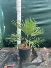 Trachycarpus wagnerianus .prin for sale  ASHFORD