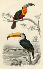Antiga Gravura-Toco Toucan-Tucano-Buffon - 1853 comprar usado  Enviando para Brazil