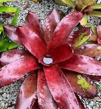 Real neoregelia purple for sale  USA