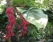 Samen vanuata palme gebraucht kaufen  Calw