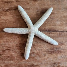 Blue philippine starfish for sale  Justin
