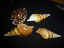 Muscheln deko gebraucht kaufen  Berlin