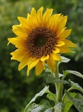 Sunflower seeds planting for sale  High Point
