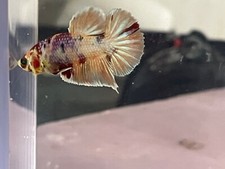 Sale male fancy for sale  Ellicott City