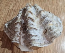 Clam shell pair for sale  IBSTOCK